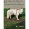 Syndrome de la Queue de Cheval chez le Berger Blanc Suisse