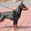 kf-HTB1_Ru9rbZnBKNjSZFhq6A.oXXa5_ Genouillère pour chien, blessures, attelle chirurgicale pour les articulations, blessures du chien, guérison de l'arthrite de la jambe avant canine, prévient les chiens, fournitures médicales