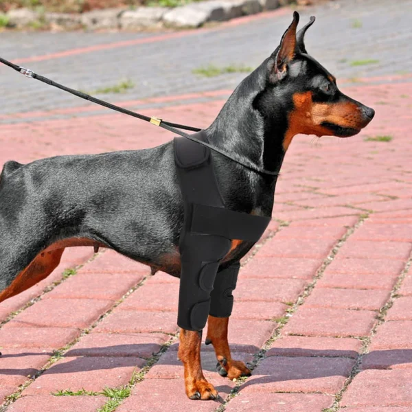 kf-HTB1_Ru9rbZnBKNjSZFhq6A.oXXa5_ Genouillère pour chien, blessures, attelle chirurgicale pour les articulations, blessures du chien, guérison de l'arthrite de la jambe avant canine, prévient les chiens, fournitures médicales