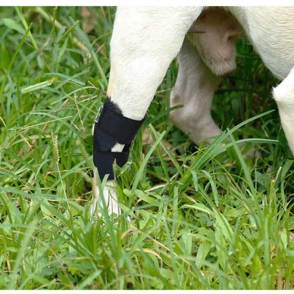 Protection de la bandage pour chien, couverture de protection contre l'arthrite, soutien des jambes de chien, attelle articulaire, genouillères pour animaux de compagnie, récupération des blessures, fournitures pour chiens