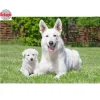 5D DIY Diamant Peinture avec Strass, Mosaïque Image, Point De Croix, Broderie, Blanc, Berger Suisse, Chiens, Couture, Art